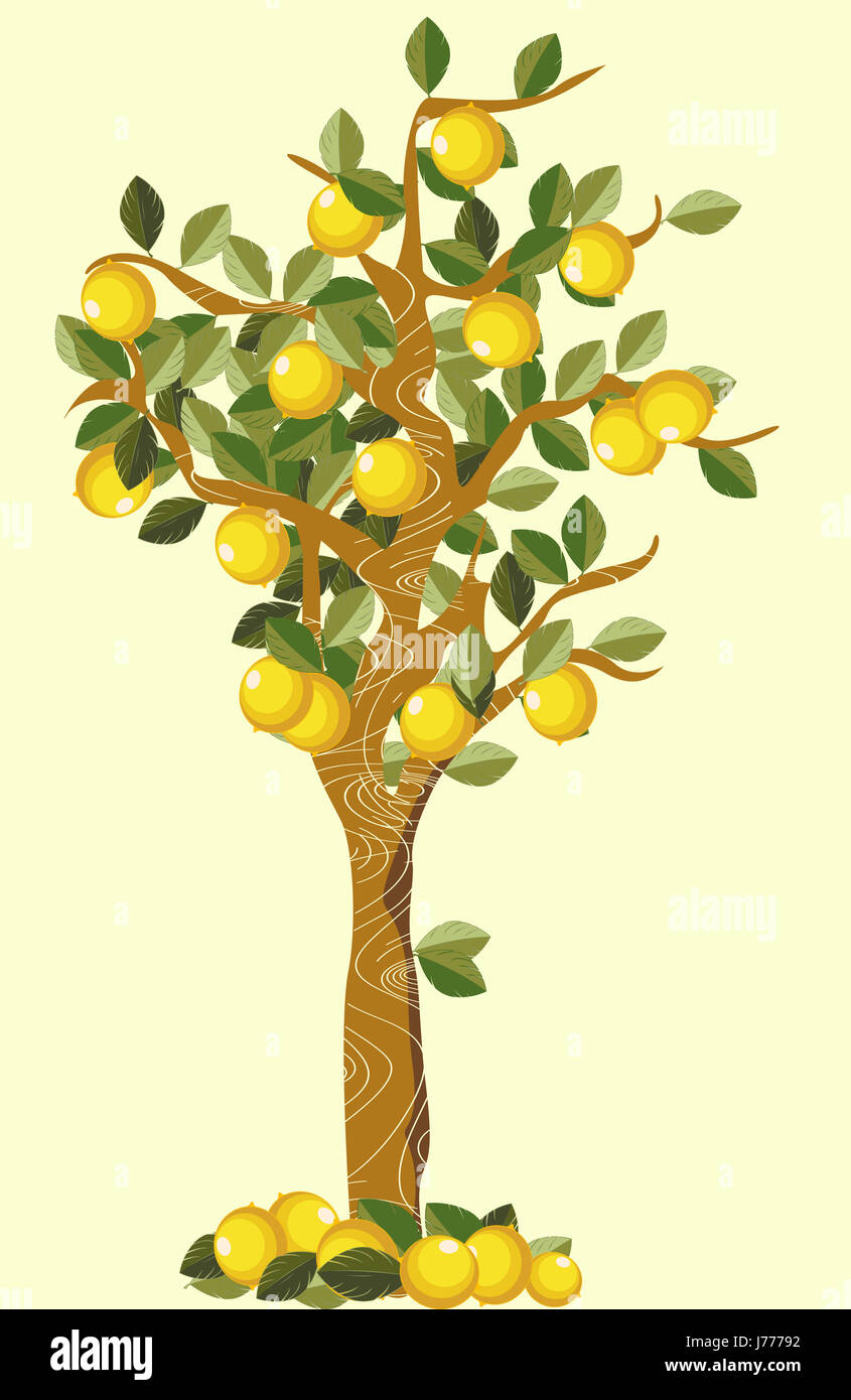Blatt Baum Frucht Skizze Foto Bild Bild Kopie Abzug Zitrone Zitrone Hintergrund Stockfoto