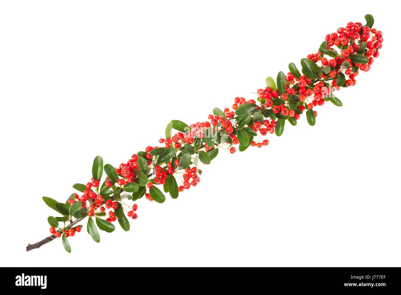 Roten Pyracantha mit Beeren auf weiß Stockfoto