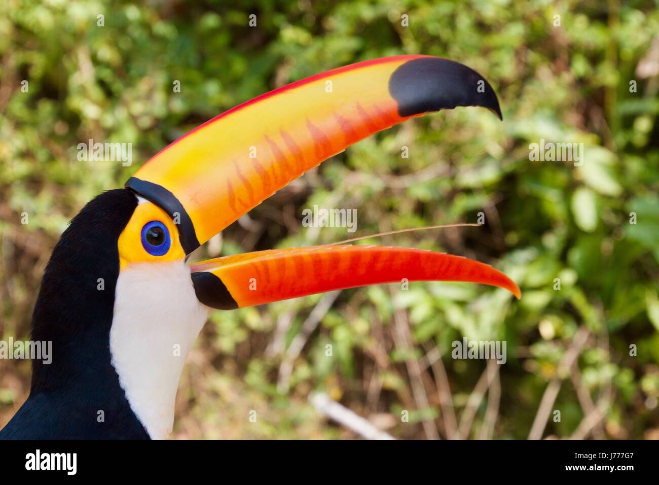 Tukan mit offenen Schnabel in amazon Stockfotografie - Alamy