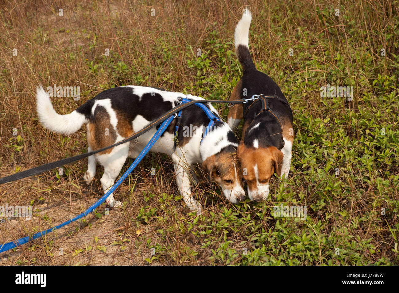Hunde Mischling Suche männliche Hundeleine warten warten leere europäischen kaukasischen Lüge Stockfoto