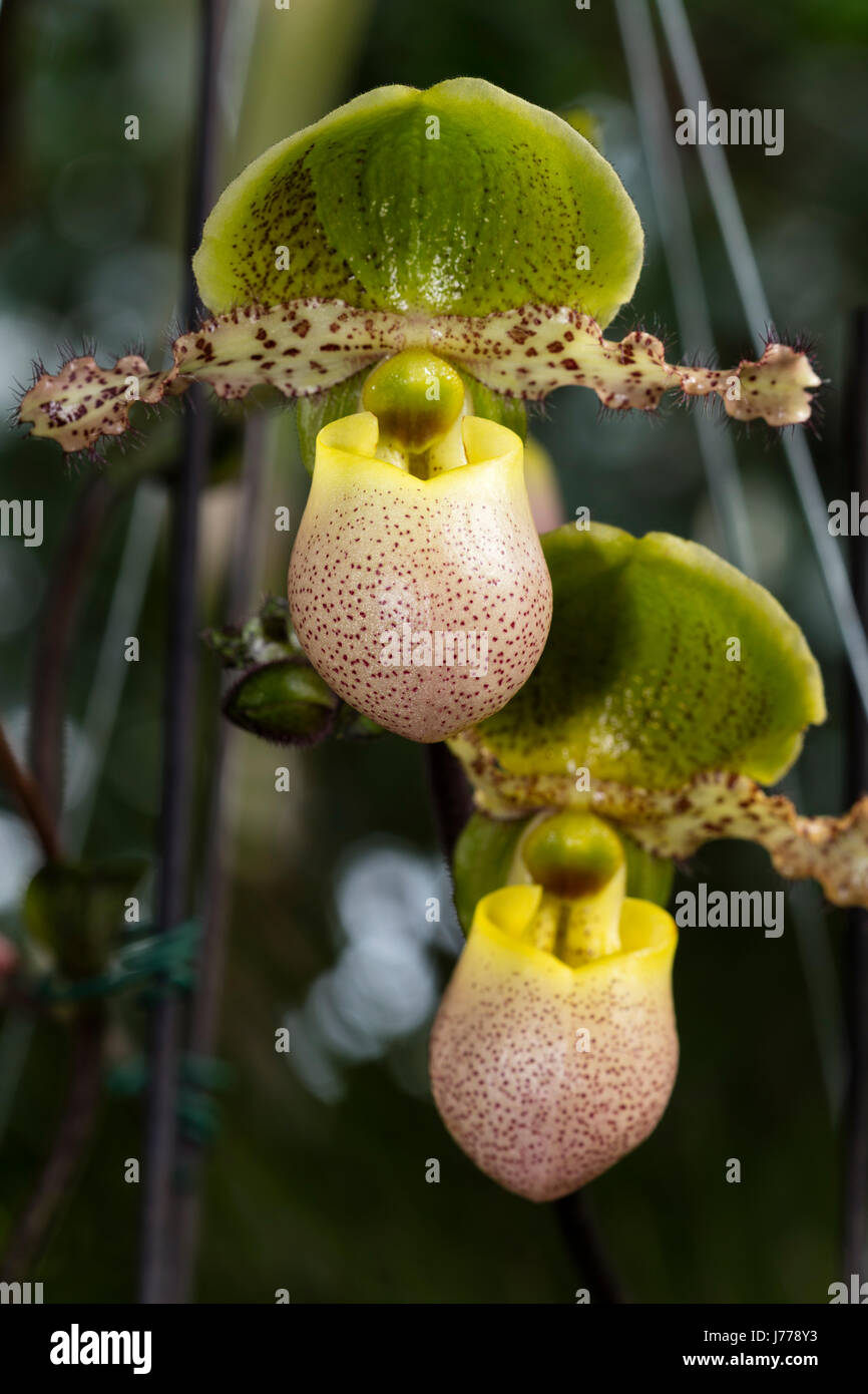 Orchidee Stockfoto
