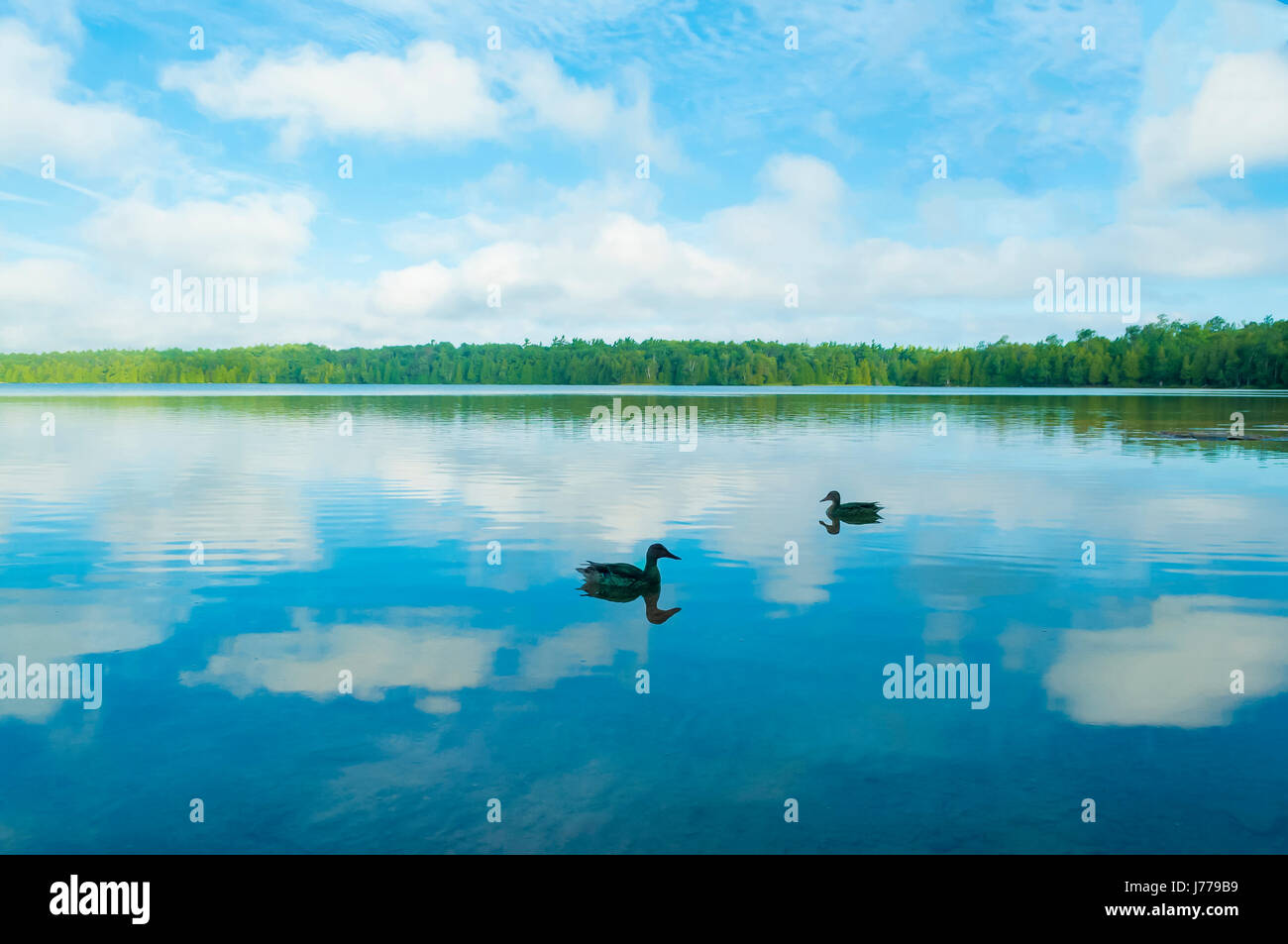 Enten schwimmen auf ruhiger See gegen bewölktem Himmel Stockfoto