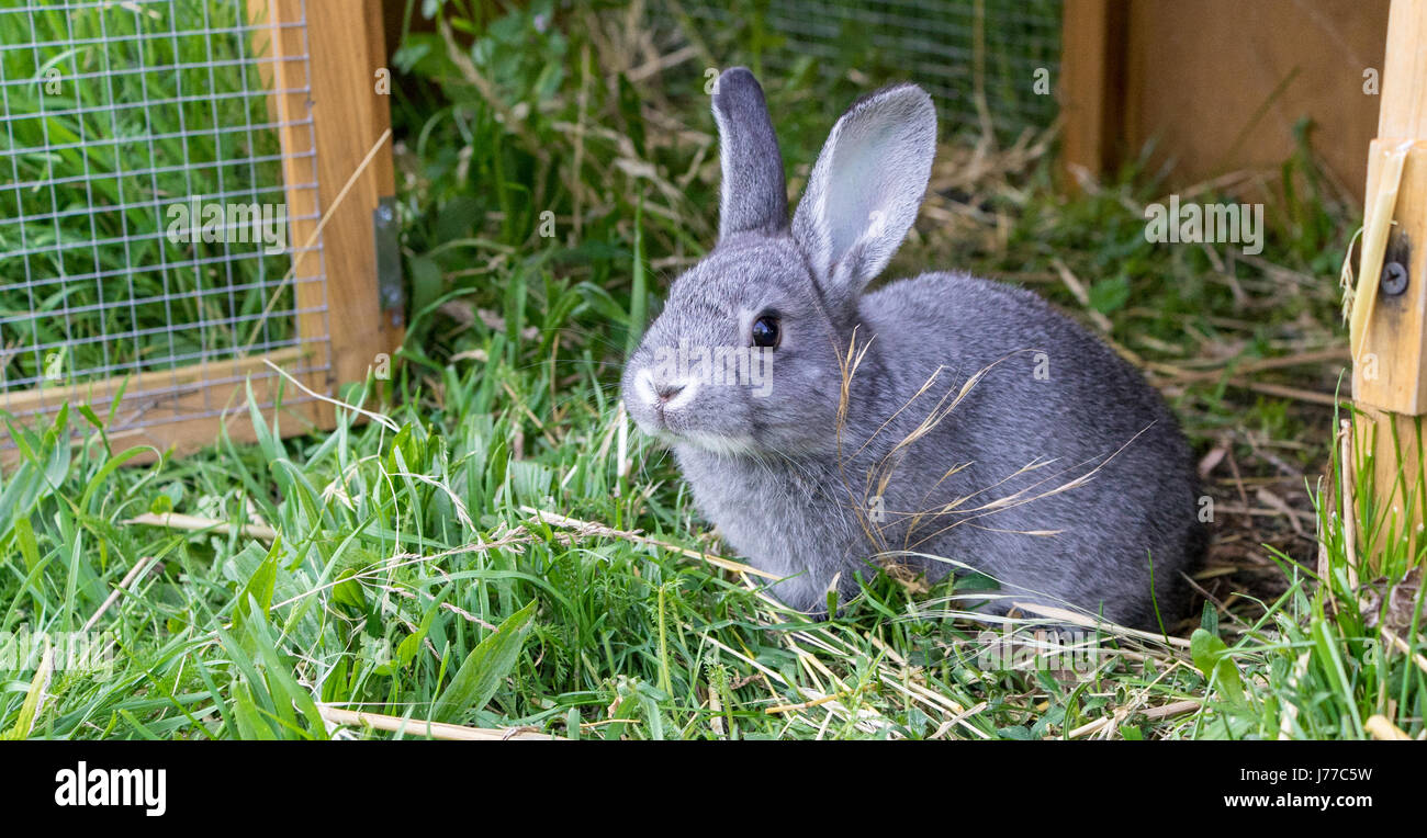 Graues Kaninchen vor den Kaninchen Stall Stockfoto