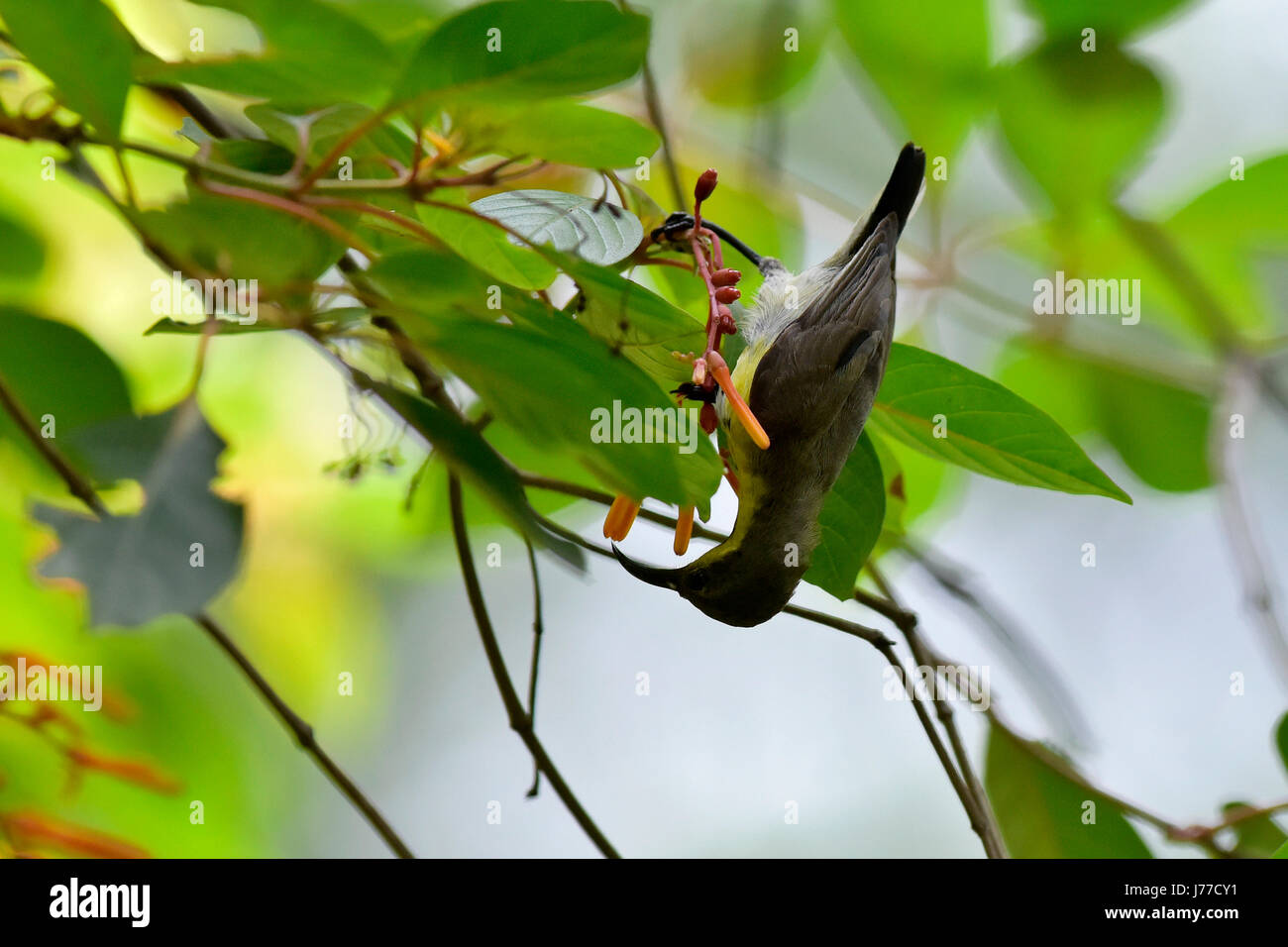 Dhaka, Bangladesch. 23. Mai 2017. Ein lila Sunbird Getränke Nektar aus Blüten in Ramana Park in Dhaka, Bangladesh, 23. Mai 2017. Die lila Sunbird (Cinnyris Asiaticus) ist eine kleine Sunbird. Wie andere Sunbirds ernähren sie sich hauptsächlich von Nektar, obwohl sie auch Insekten, bringt vor allem bei der Fütterung junger. Sie können haben einen schnellen und direkten Flug und Nektar von schwebt wie ein Kolibri aber oft Barsch an der Basis der Blumen. Bildnachweis: SK Hasan Ali/Alamy Live-Nachrichten Stockfoto