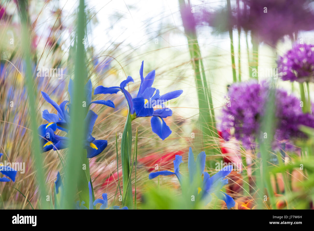 Iris X Hollandica 'Professor Blaauw'. Holländische Iris. Fleur de Lis 'Professor Blaauw' auf eine Blume in einer Blume-Show anzeigen UK Stockfoto