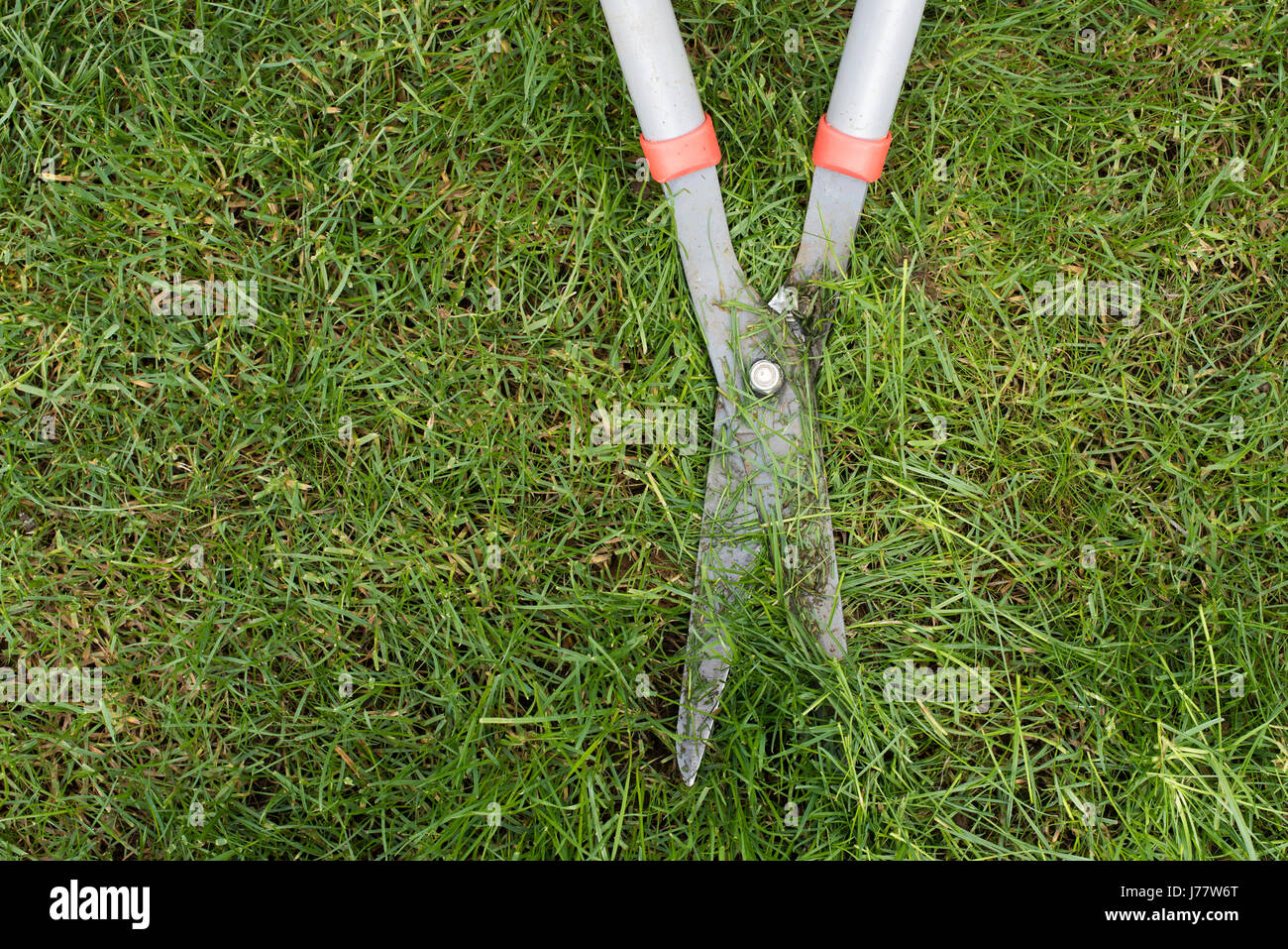 Gartenschere Ausschnittgras Stockfoto