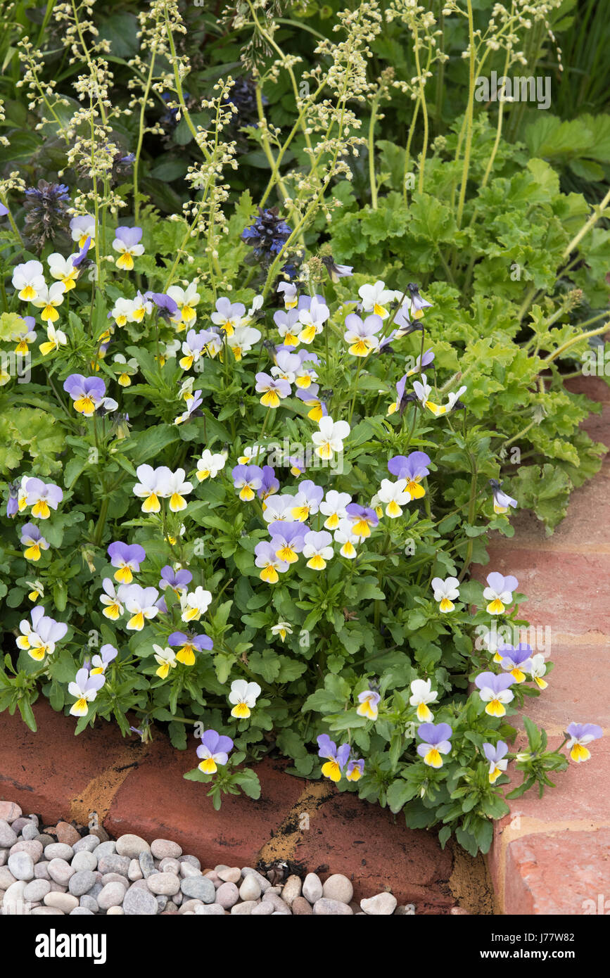 Viola ' Sorbet Yellow "Eisblumen am Rande eines Gartenweges. UK Stockfoto