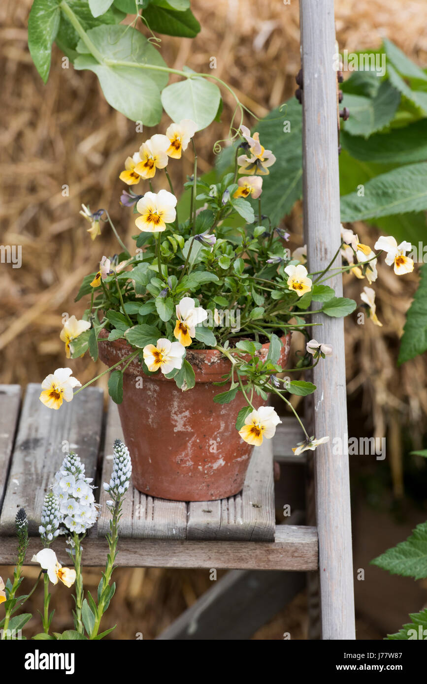 Veilchen in Blumentöpfen auf Holzstufen. Teil einer Blume-Anzeige bei einer Blume-Show. UK Stockfoto