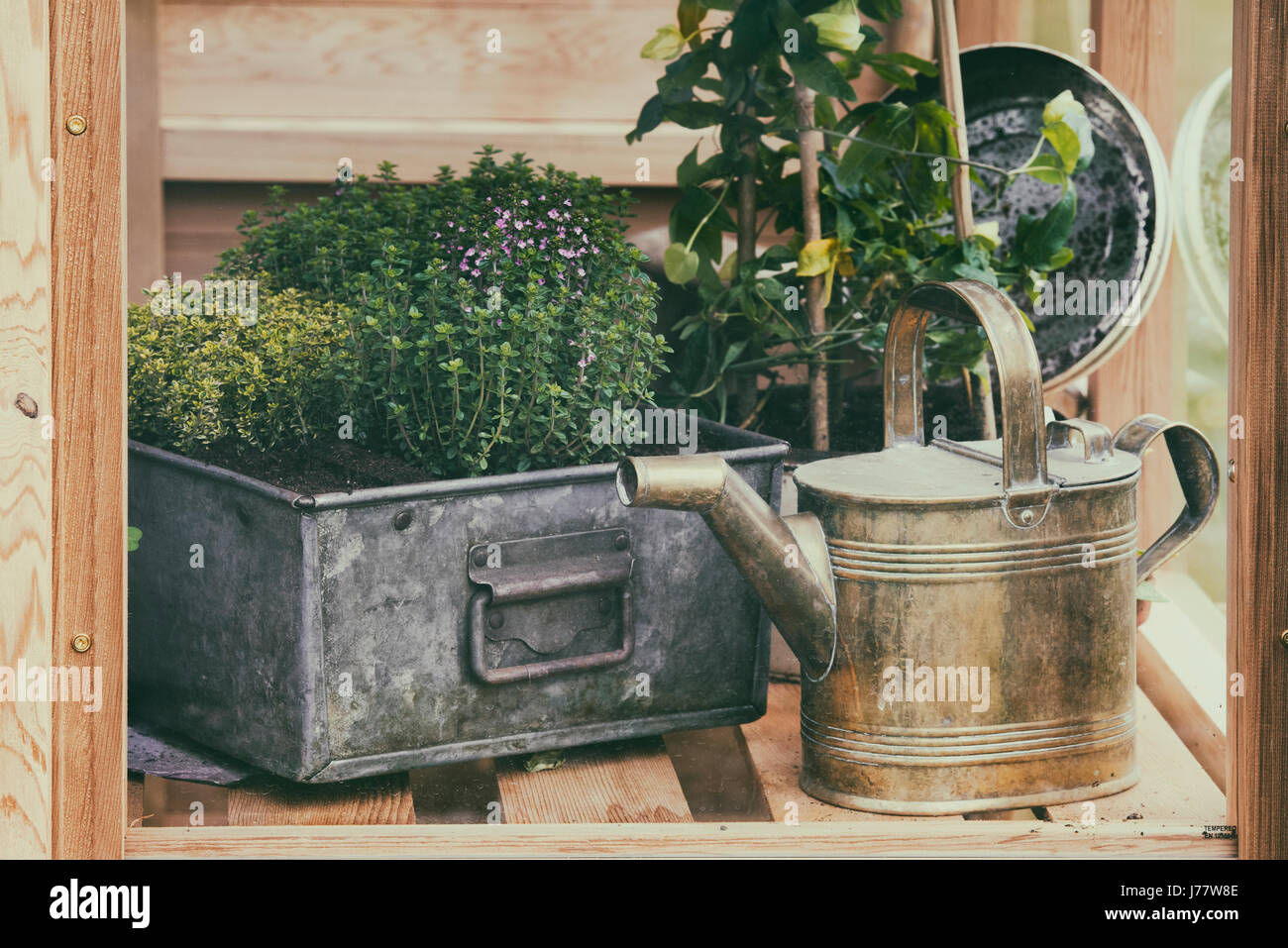 Gießen kann und Kräuter in einem Gewächshaus bei einer Blume-Show. Vintage retro-Filter angewendet Stockfoto