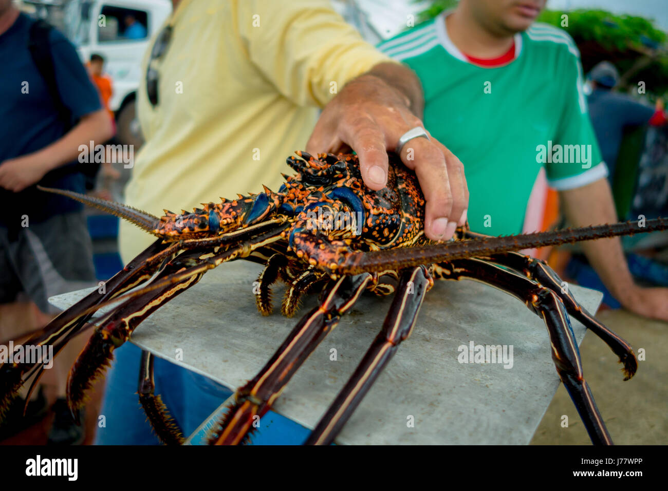 Fischer hält frischen Hummer von Santa Cruz im Markt Meeresfrüchte in Fischmarkt, Galapagos fotografiert Stockfoto