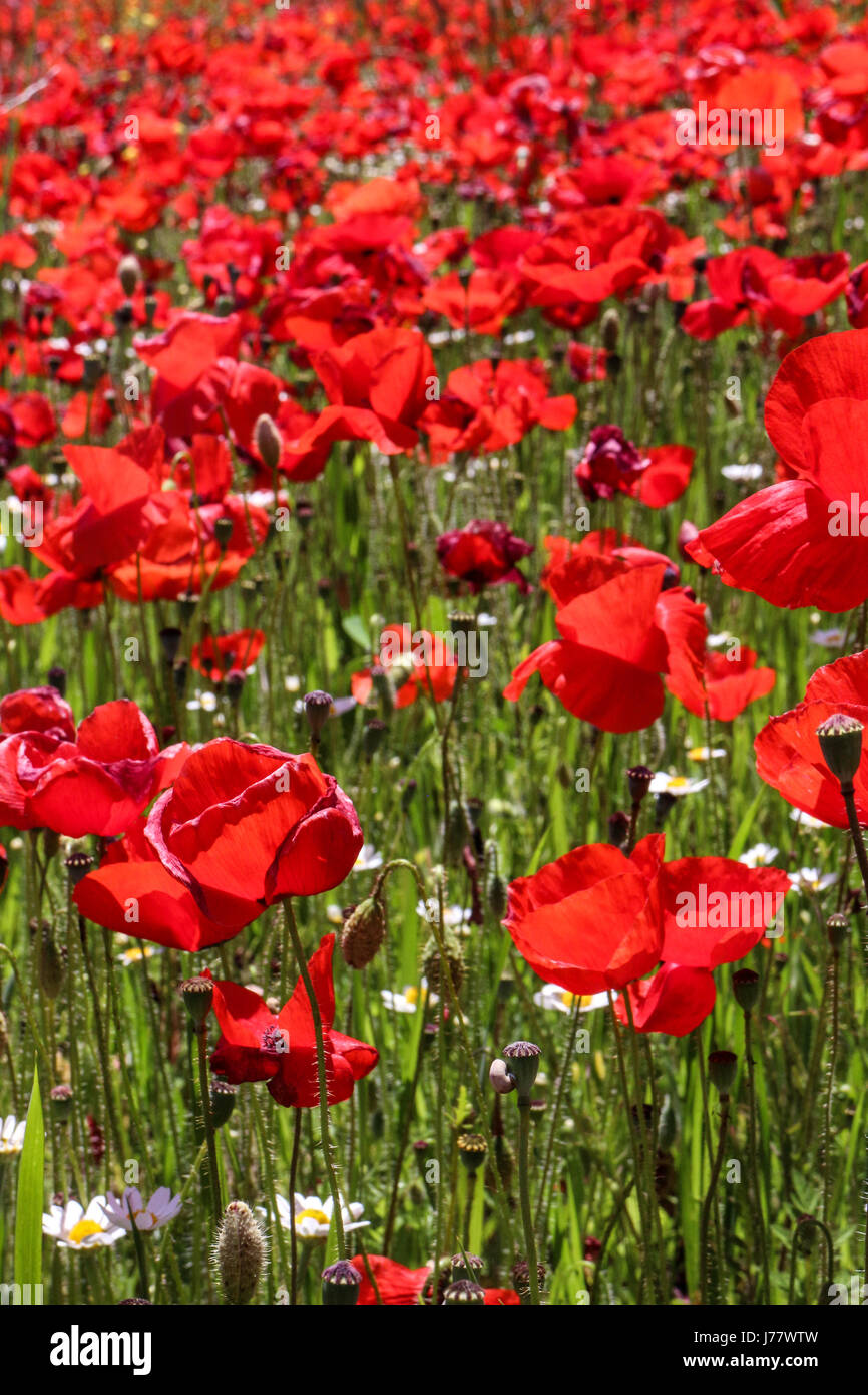 Bereich der Mohn (Papaver Roheas) am Pelissanne in der Nähe von Salon-de-Provence Stockfoto