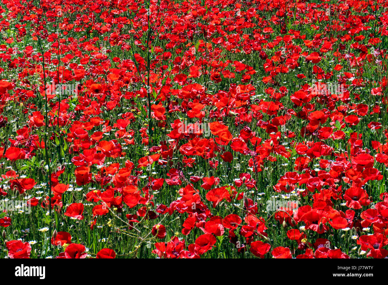 Bereich der Mohn (Papaver Roheas) am Pelissanne in der Nähe von Salon-de-Provence Stockfoto