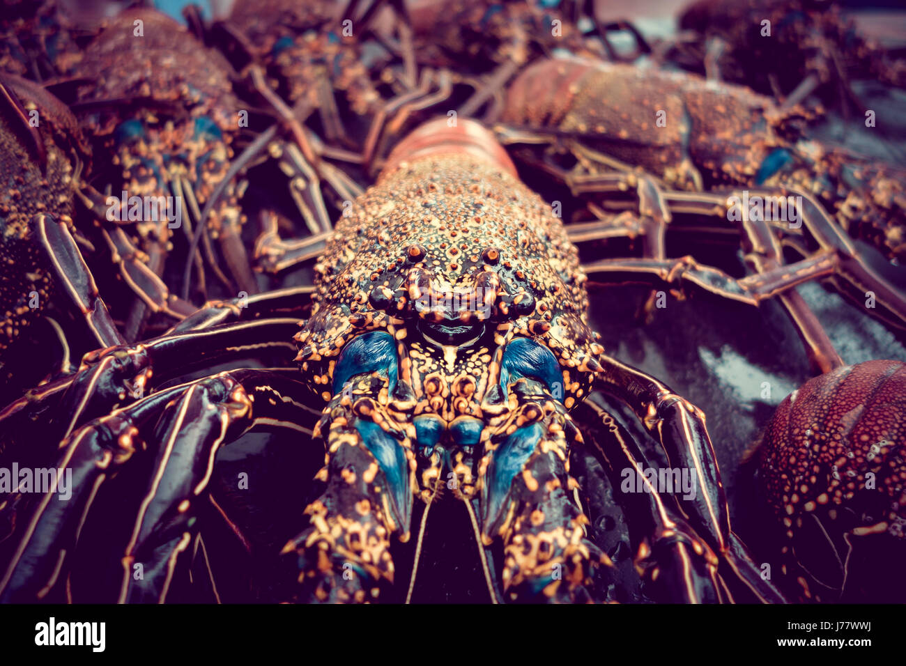 Nahaufnahme von frischem Hummer von Santa Cruz im Markt Meeresfrüchte fotografiert in Fischmarkt, Galapagos, vintage Stockfoto