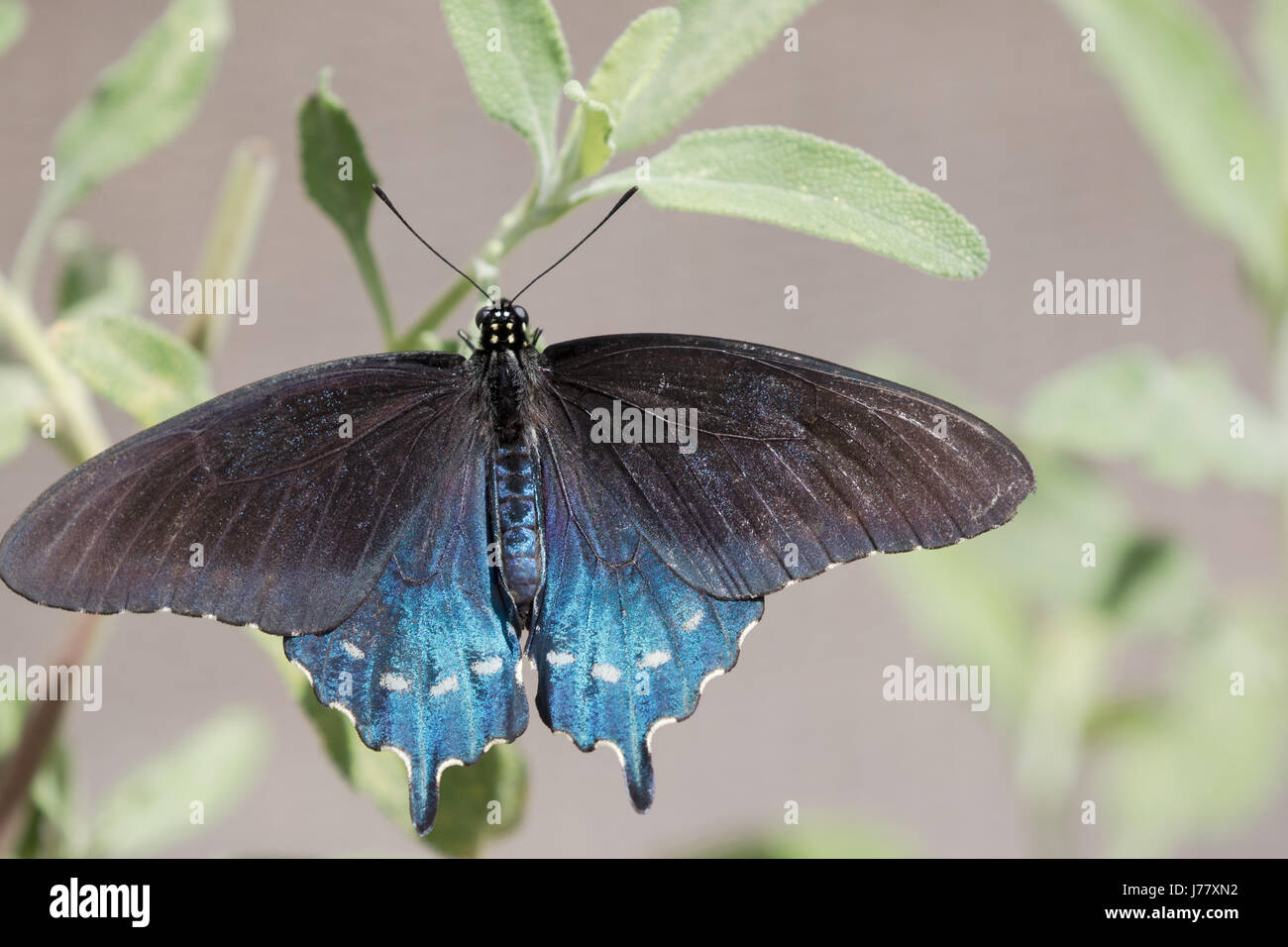 Pipevine Schwalbenschwanz Schmetterling - Battus Philenor - kann 2017, Los Angeles, Kalifornien USA Stockfoto