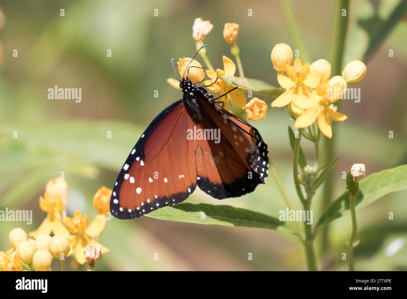 Queen-Schmetterling - Danaus Gillipus - Mai 2017, Los Angeles Kalifornien USA Stockfoto