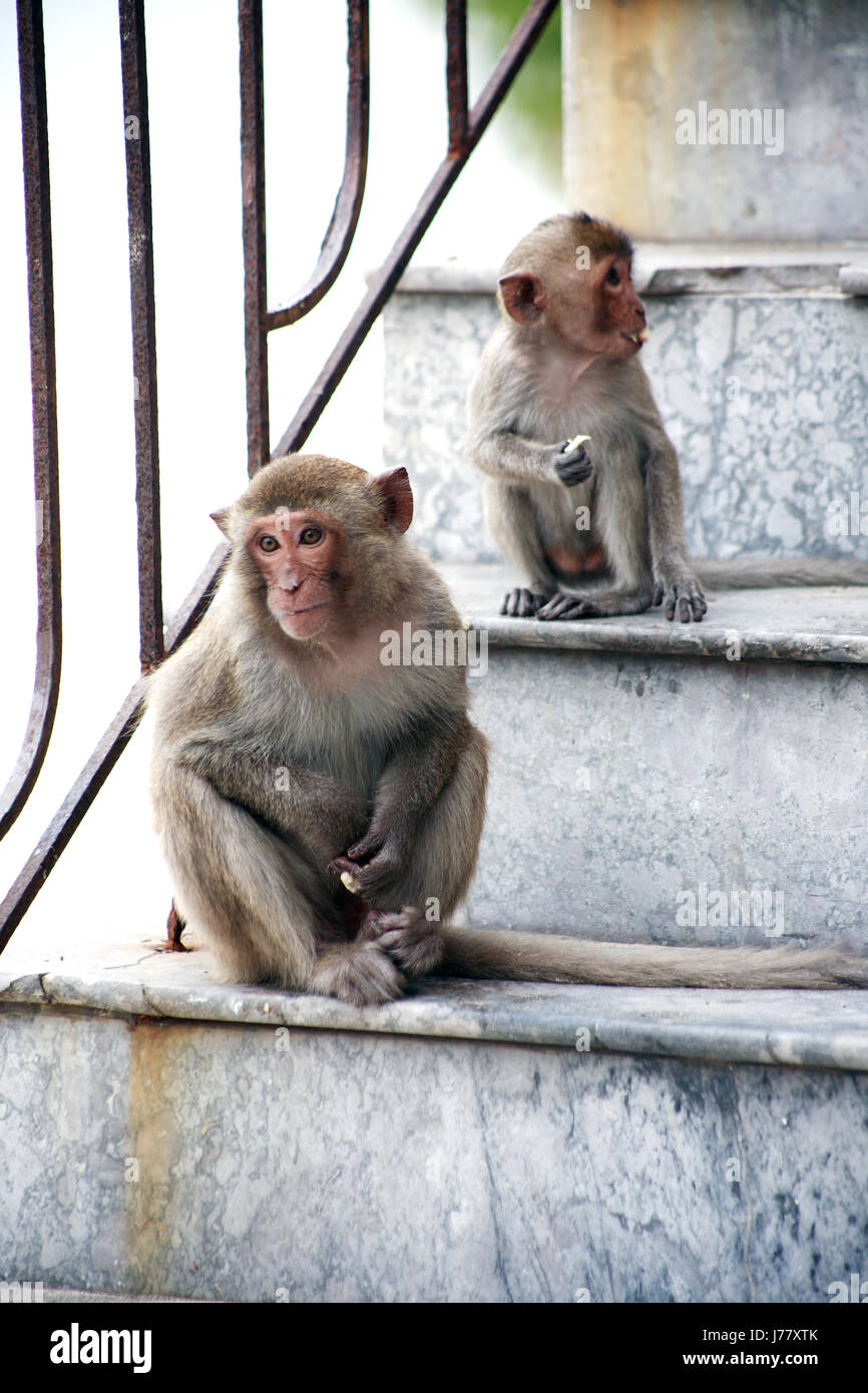 Paar Kleine Lustige Affen Sitzen Am Eingang Haus Treppe Stockfoto