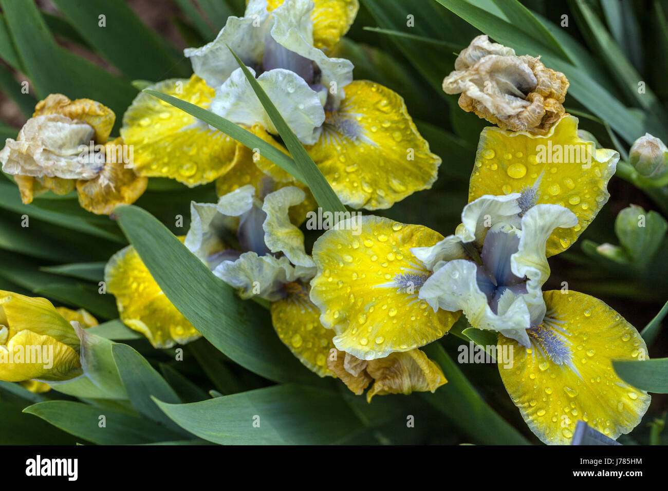 Standard Zwerg Bartlilie barbata Nana 'Schmuck' Iris Blüten gelb Stockfoto