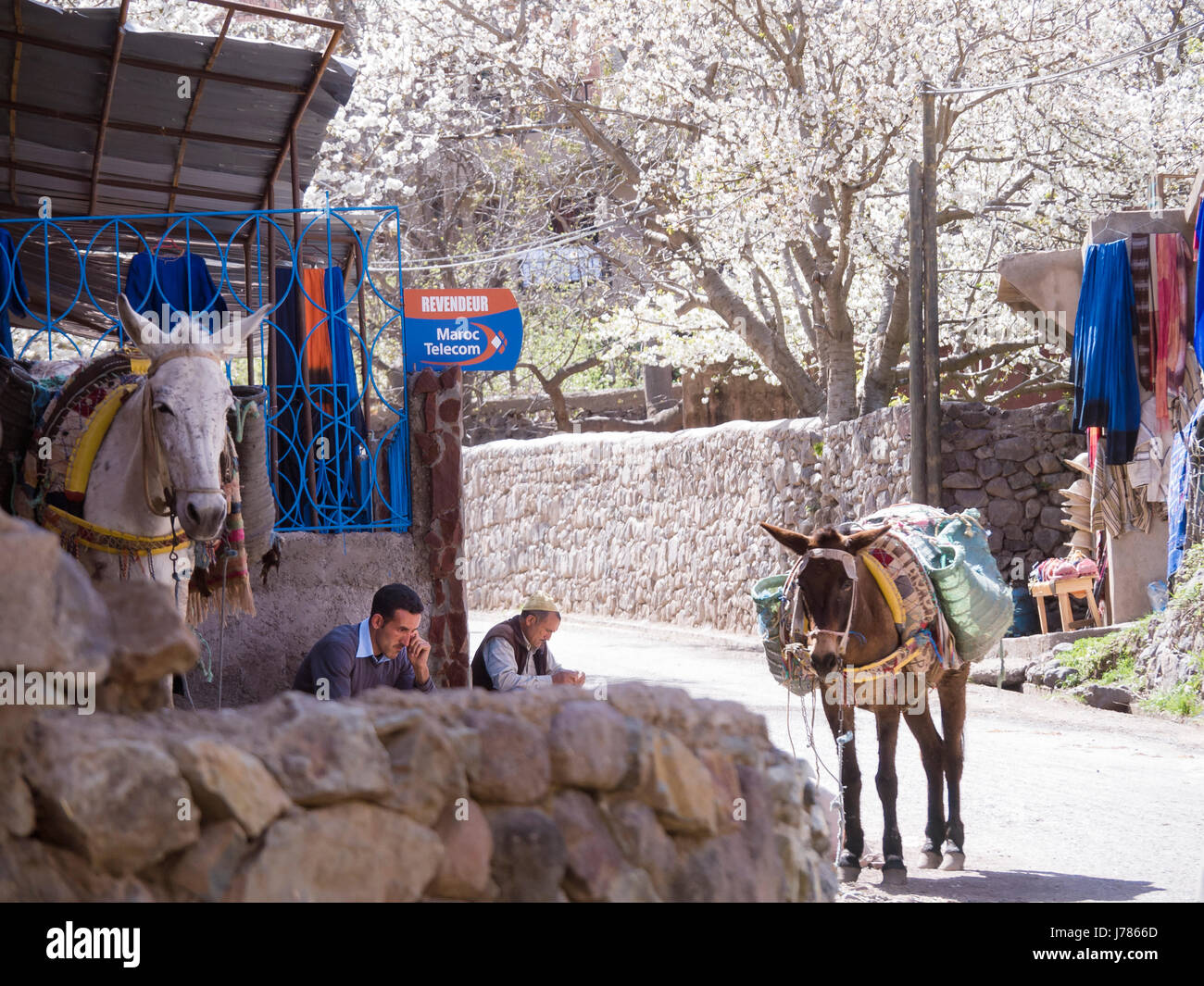 Zwei Männer mit ihren Pack-Mules, Imlil Village, Hohen Atlas, Marokko Stockfoto