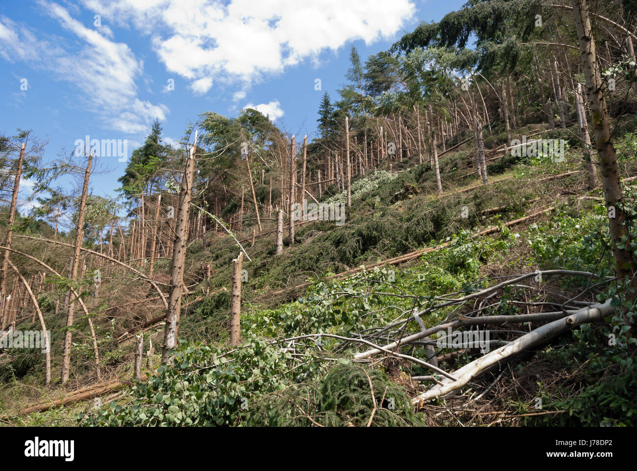 Windwurf, Fallobst und Windschutz von Bäumen in einer bergigen Nadelwald nach einem schweren Gewitter. Steiermark, Österreich. Stockfoto