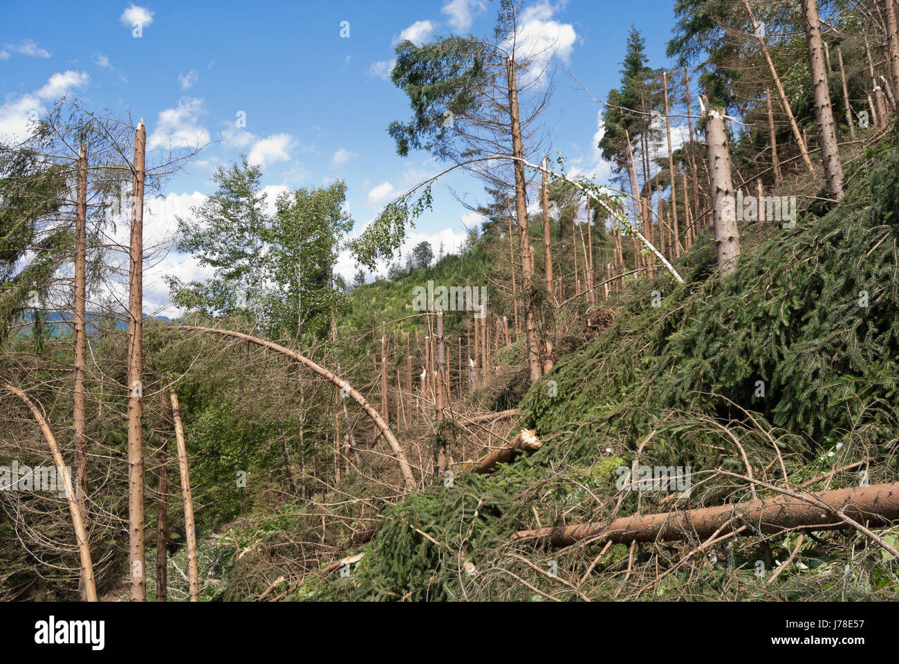 Windwurf, Fallobst und Windschutz von Bäumen in einer bergigen Nadelwald nach einem schweren Gewitter. Steiermark, Österreich. Stockfoto