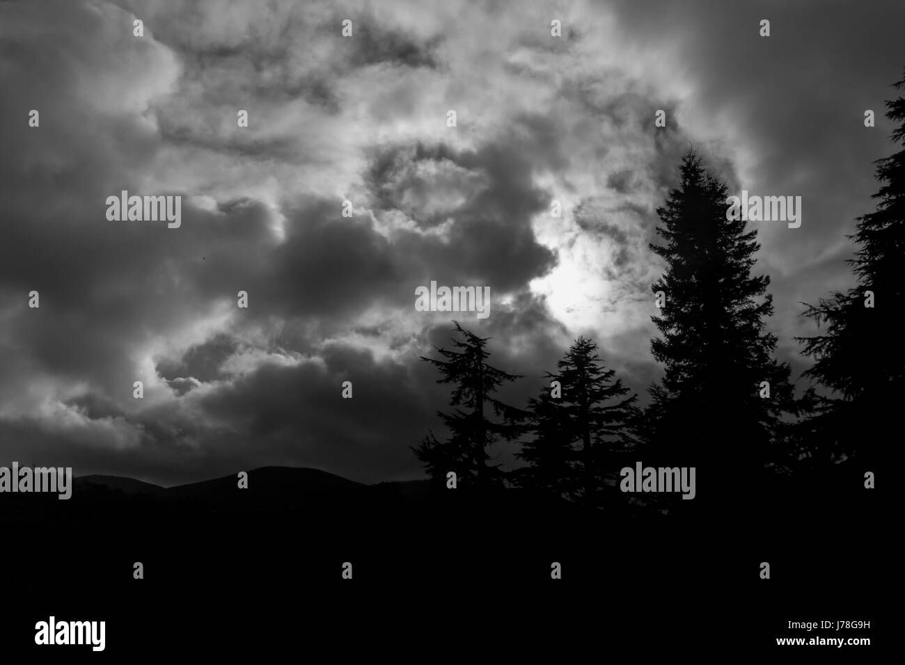ein einfarbiges Bild mit Silhouetten von Tannen mit einer dramatischen Himmel als Hintergrund. Stockfoto