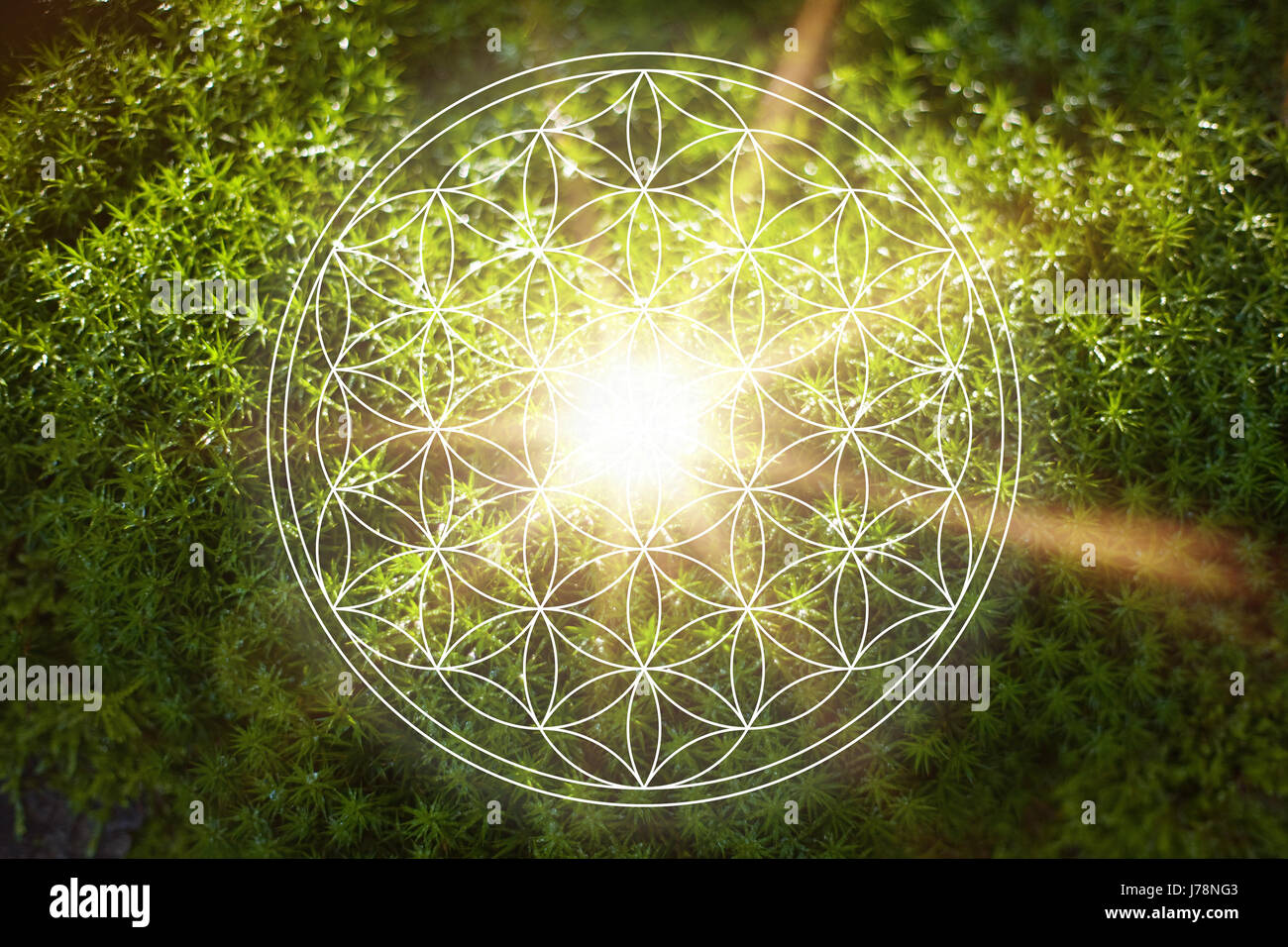 Schöne Blume des Lebens in der Natur als neues Zeitalter Energie und Spiritualität Lebenskraft-Konzept Stockfoto