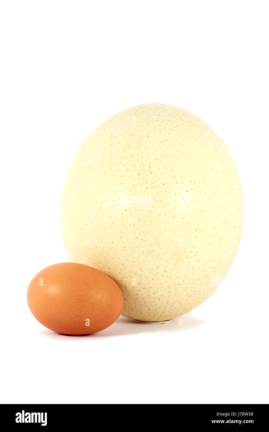 Huhn Strauß Tier Riesenvogel Osterei kleines Huhn Strauß Tier Stockfoto