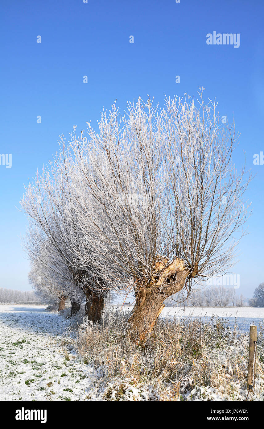 kalte Reifen Frost Raureif durchsuchen Weide Baum Bäume Winter Winterkälte  reif Stockfotografie - Alamy
