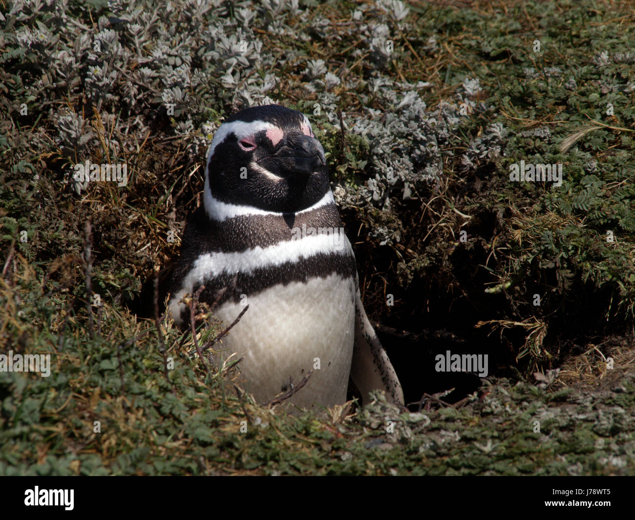 Antarktis Pinguin Chile Park Winter Tiere Vogel, Die Kalte Wildtiere Schnee Höhle Stockfotografie - Alamy