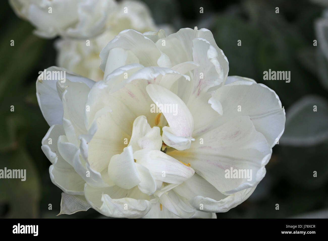 Doppelte weiße Tulpe von oben gesehen Stockfoto