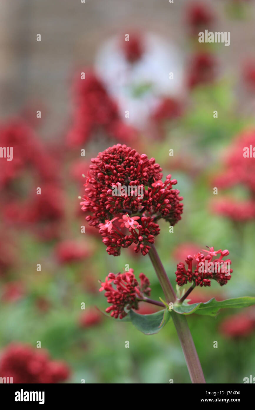 Roter Baldrian in Blüte Stockfoto