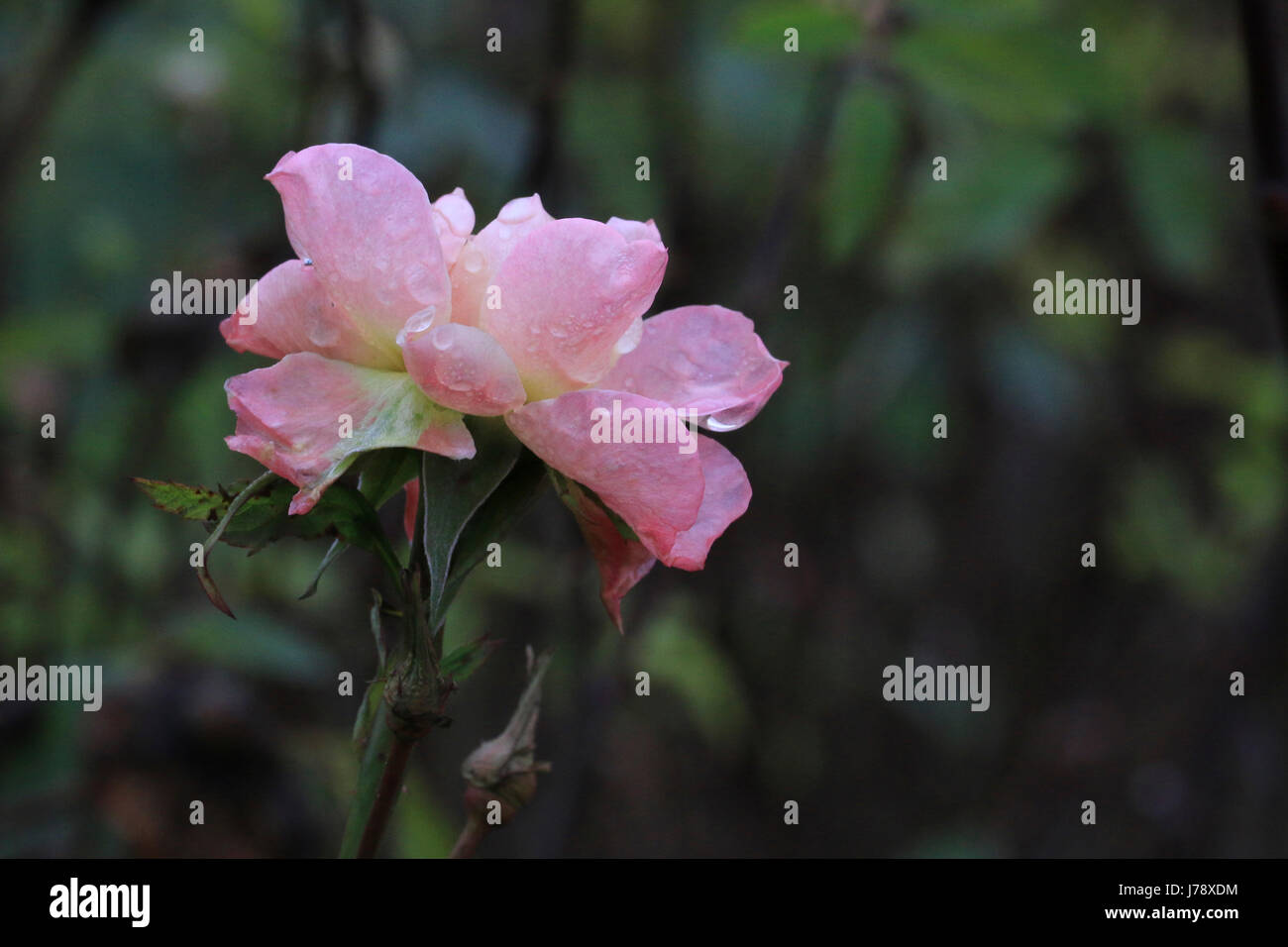 Regentropfen auf rosa rose Stockfoto