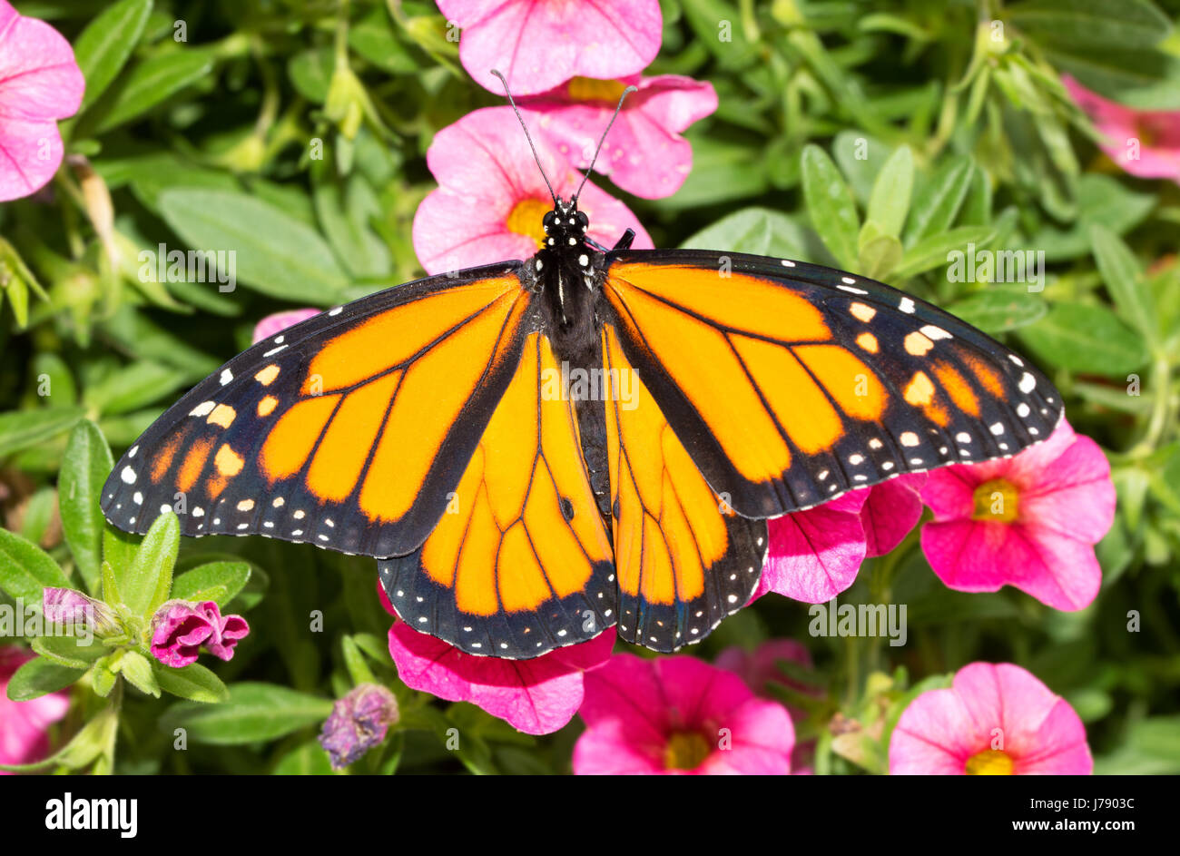 Wunderschönen Monarchfalter auf Calibrachoa Blüten Stockfoto