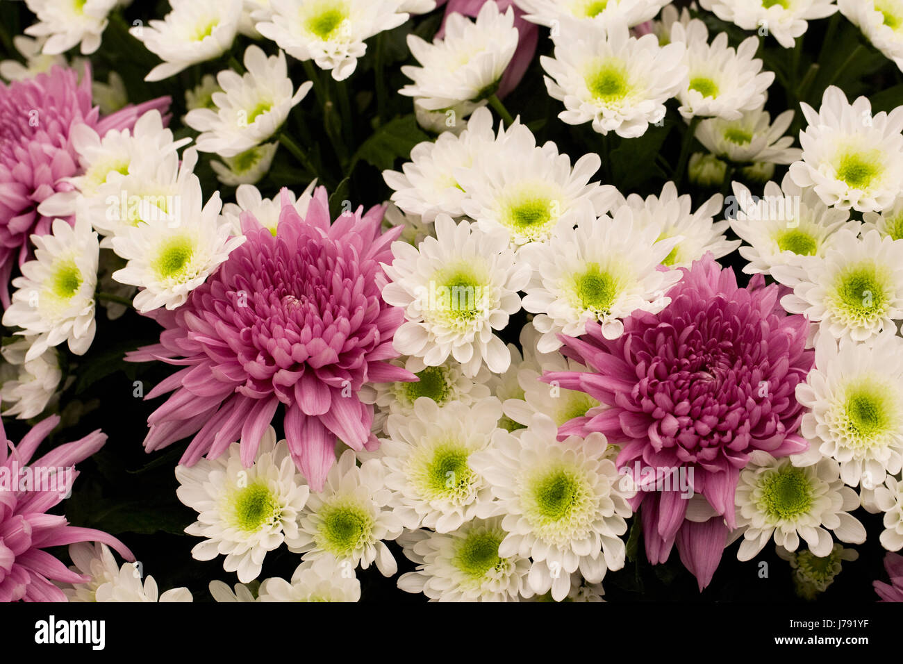 Chrysantheme Schwan und Chrysantheme Samson lila Blüten im Frühjahr. Stockfoto
