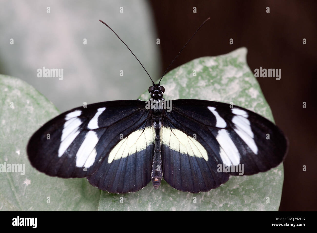 Closeup Flügel bunte zarte Seite Blatt Makro Nahaufnahme Makro Aufnahme Stockfoto