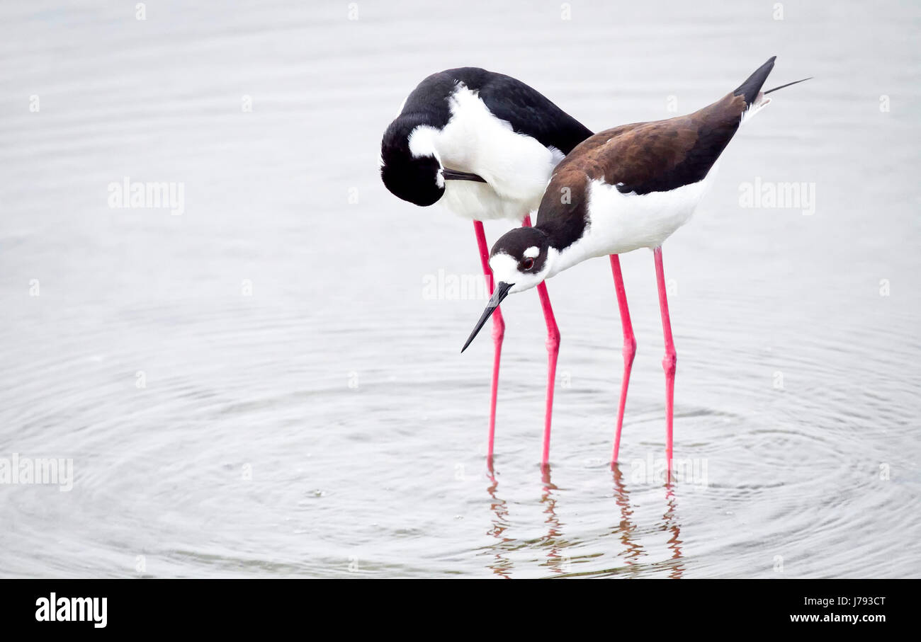 zwei schwarze und weiße Vögel mit roten langen Beinen waten im Stillwasser in texas Stockfoto