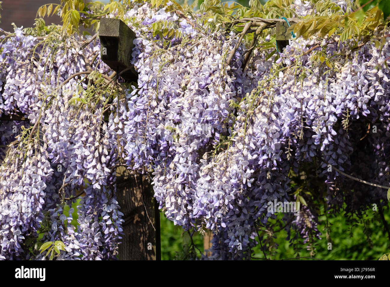 Wisteria Blumen im Frühling Garten Stockfoto