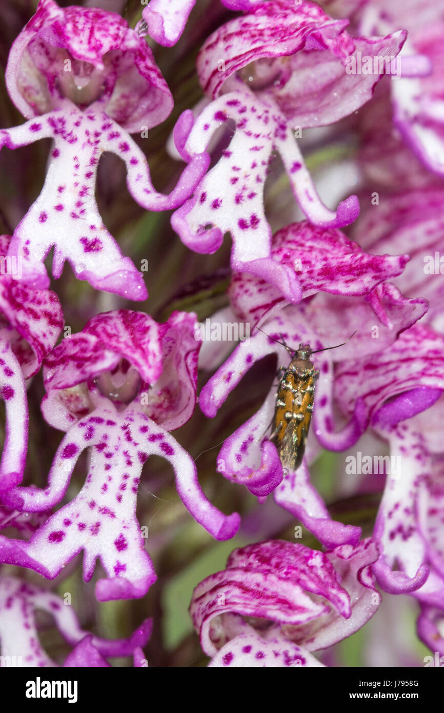 Motte (Pancalia SP.) auf eine bunte Hybrid Dame/Monkey Orchidee in Oxfordshire, Vereinigtes Königreich Stockfoto