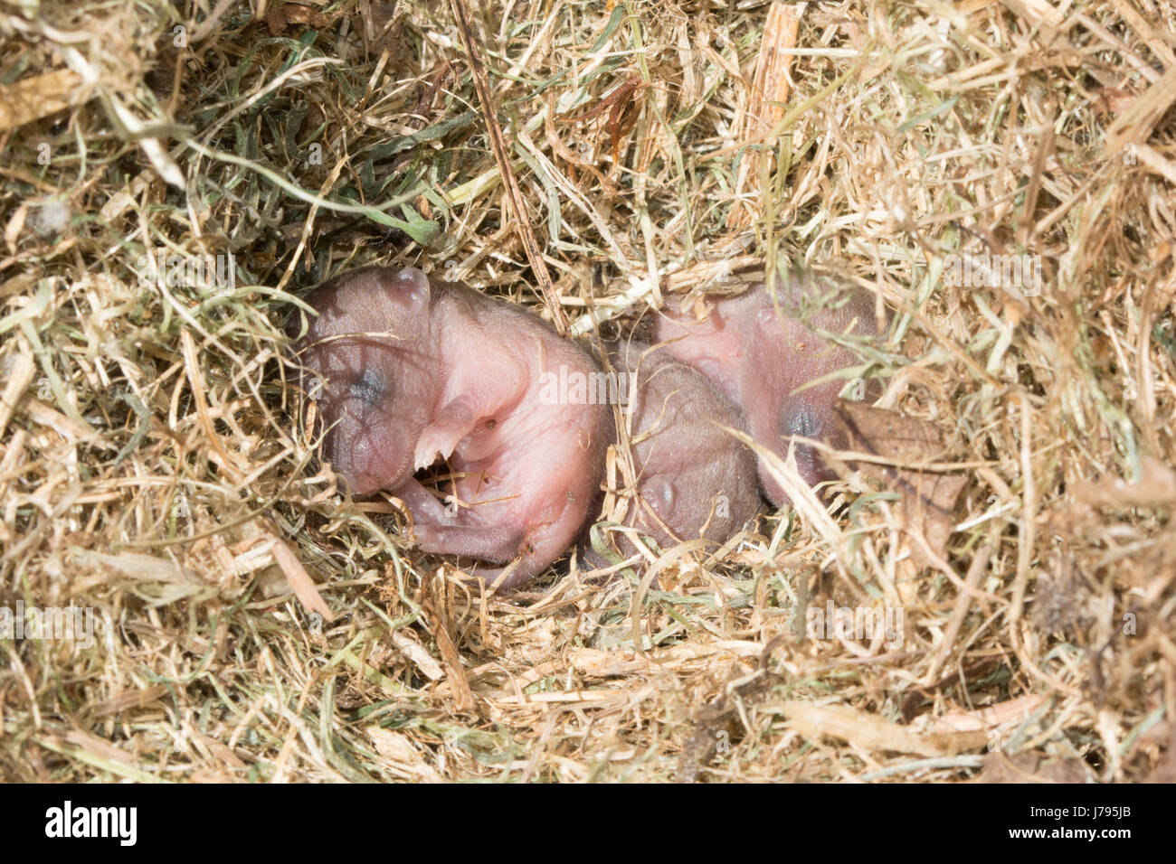 Close Up Baby Neugeborene Feld Wuhlmause Auch Als Short Tailed Feldmause Microtus Agrestis Ohne Fell In Ihrem Nest In Surrey Uk Stockfotografie Alamy