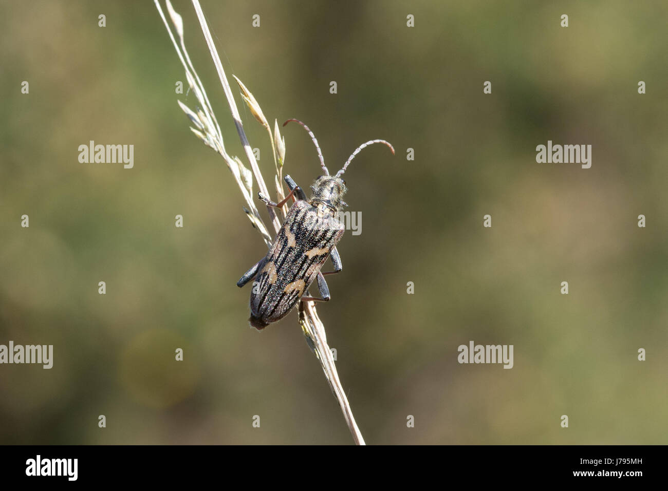 Nahaufnahme des zwei-banded Longhorn Beetle (Rhagium Bifasciatum) auf dem Rasen stammen in Heide in Surrey, Großbritannien Stockfoto