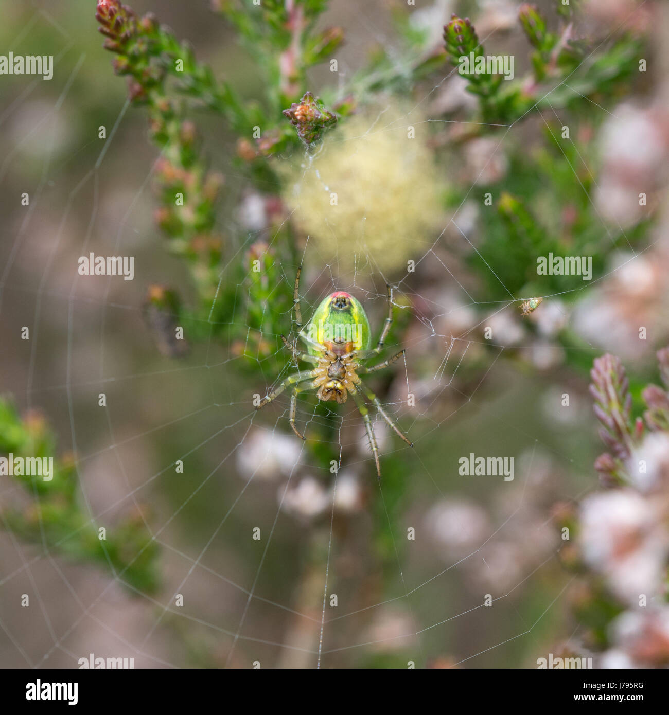 Nahaufnahme des weiblichen grünen Orb-Weaver Spider, auch bekannt als Gurke Spinne (Araniella Cucurbitina) und Ei-Sac - in Surrey Heide, UK Stockfoto