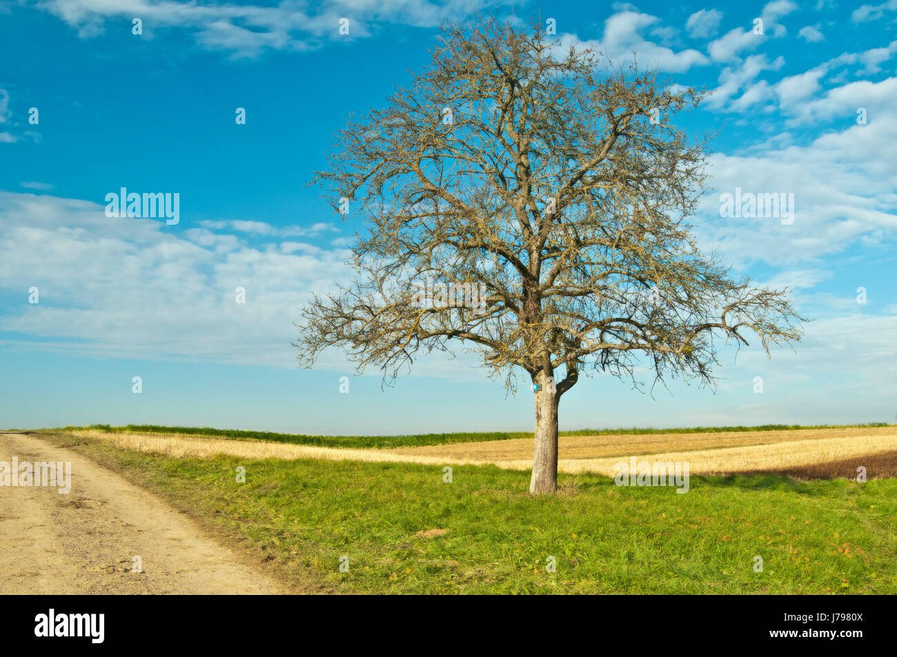 Baum Obstbaum grün Idylle ehrwürdige Wiese alt blau Natur Stockfoto