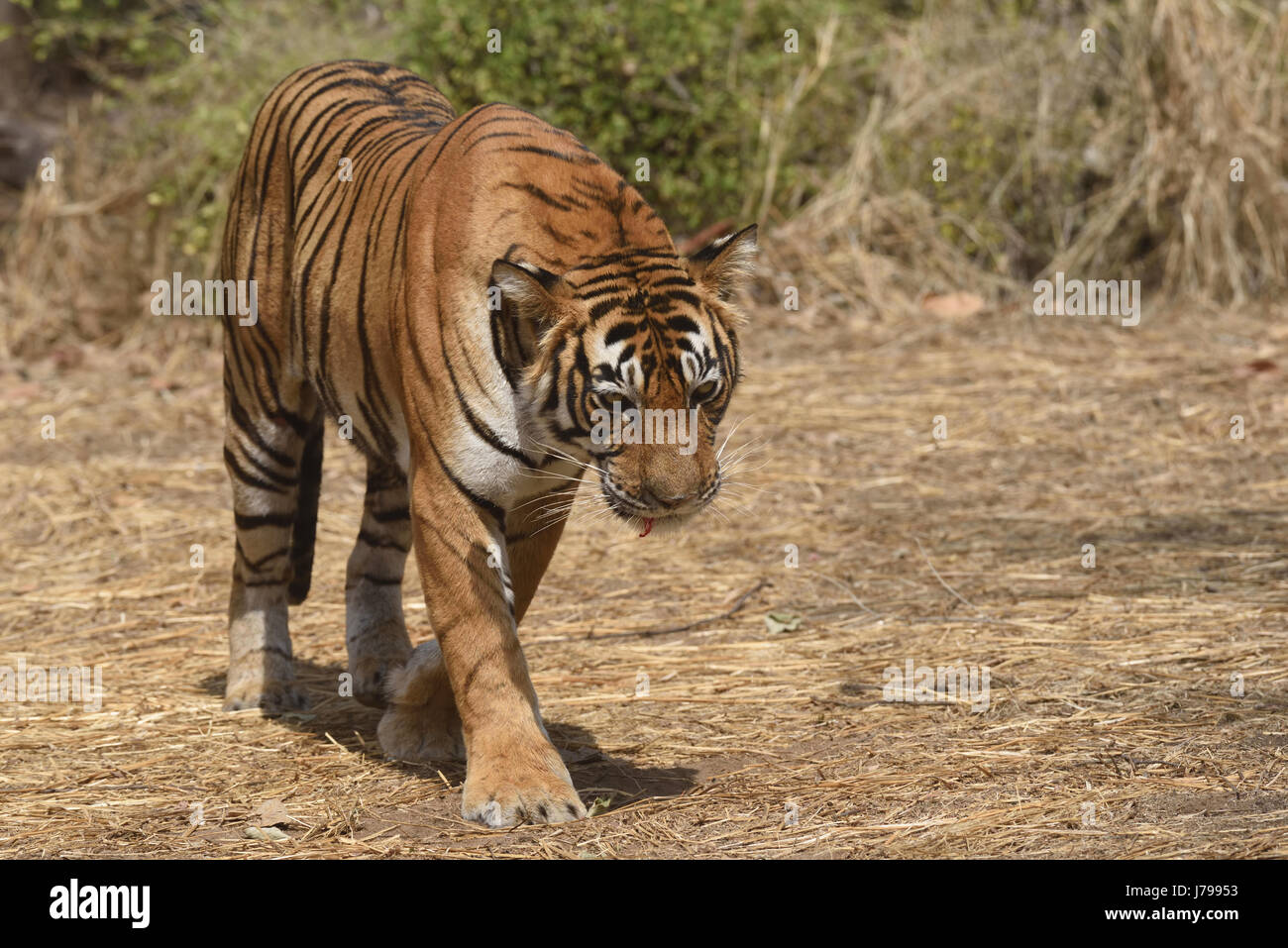 Alert Tiger auf in die trockene Gräser des trockenen laubwechselnden Wald von Ranthambore Tiger reserve, Rajasthan, Indien Stockfoto