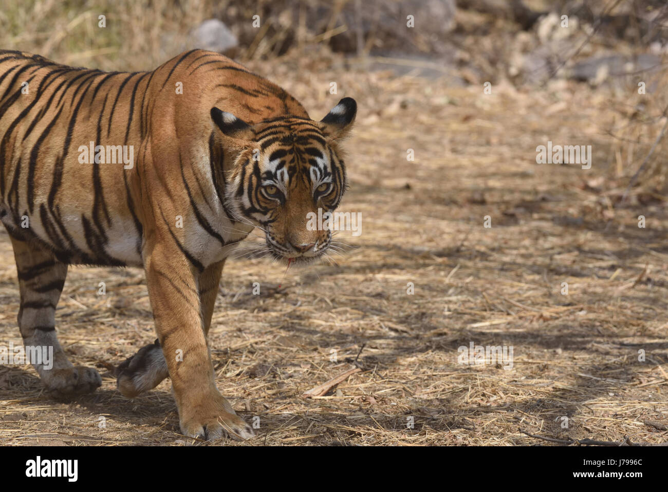 Alert Tiger auf in die trockene Gräser des trockenen laubwechselnden Wald von Ranthambore Tiger reserve, Rajasthan, Indien Stockfoto