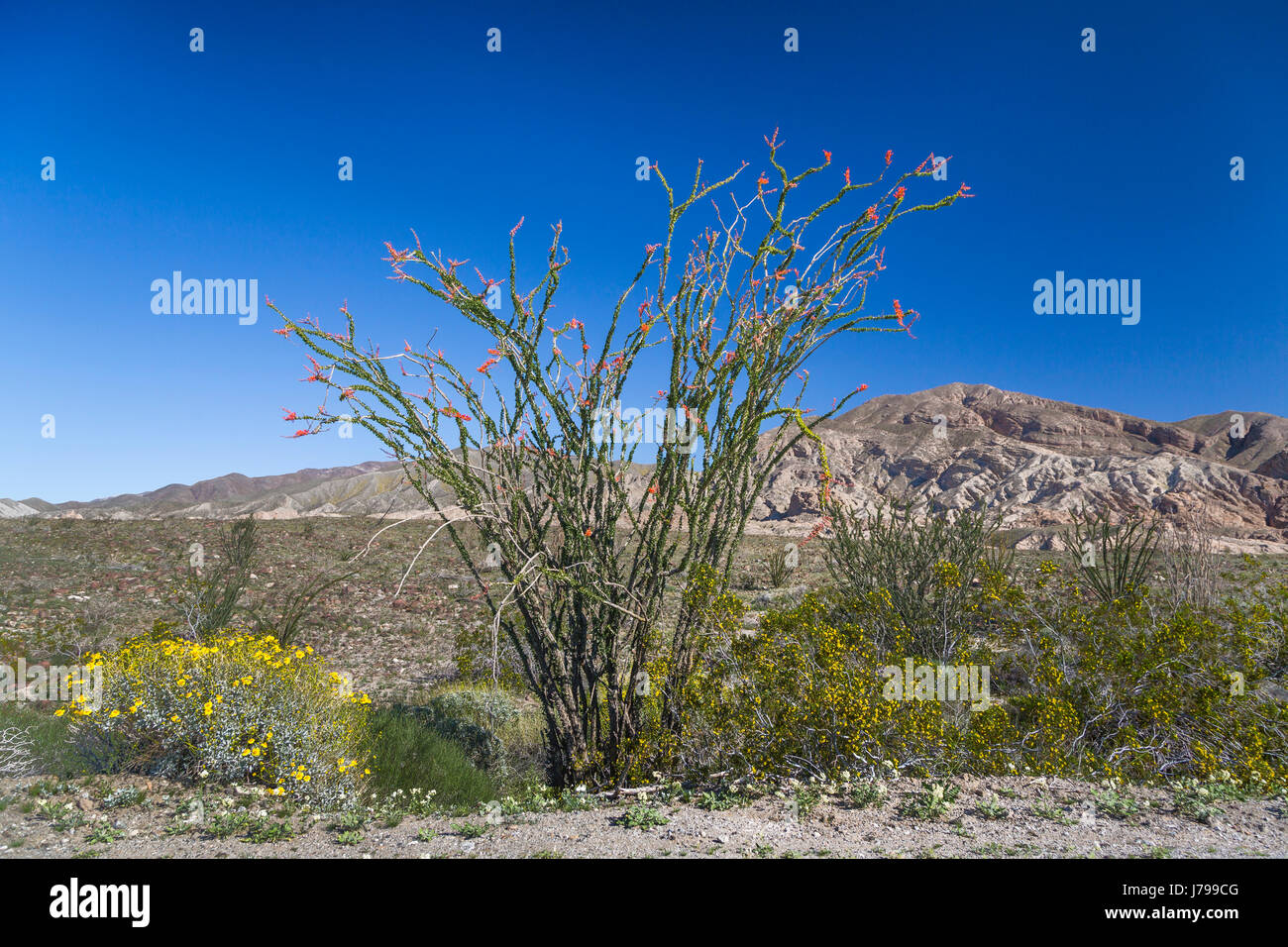 Eine Ocotillo Pflanze blüht in der Anza Borrego Desert State Park, in der Nähe von Borrego Springs, Kalifornien, USA. Stockfoto