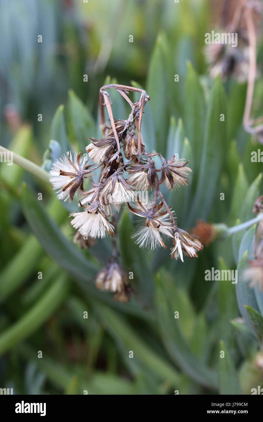 Blaue Kreide Stick saftige Blumen Stockfoto