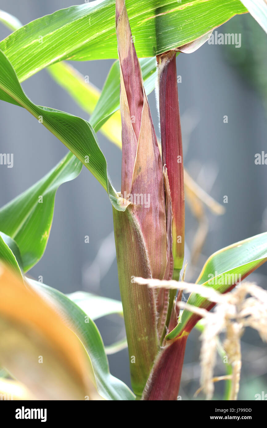 Glas Perle Erbstück Mais Ernte lesen Stockfoto