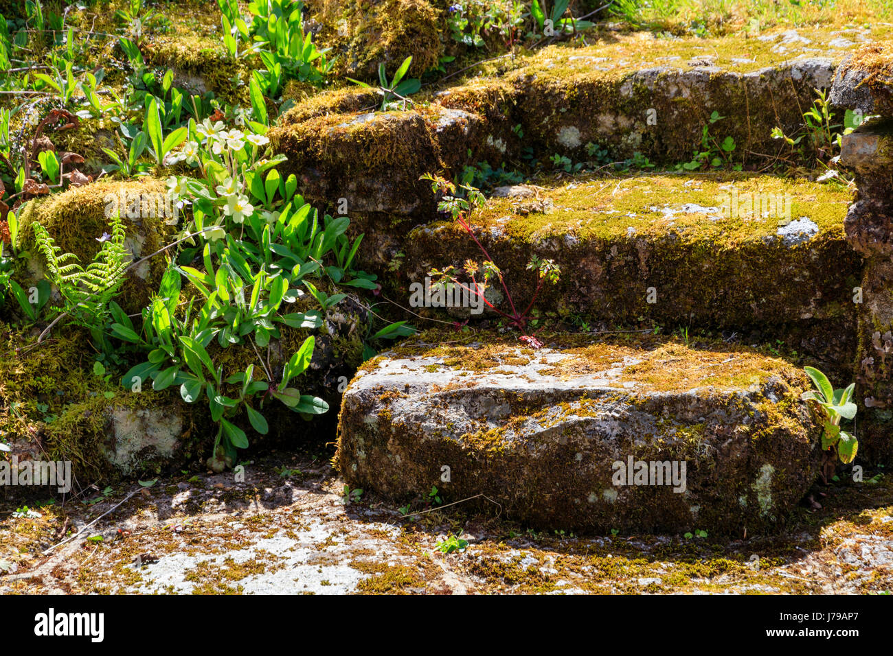 Moos bedeckt Granit Schritte in einem Devon Garten Link zwei Garten-Ebenen Stockfoto