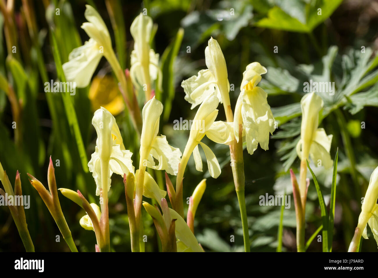 Mit Kapuze gelb Frühsommer Blumen winterhart Ingwer, Roscoea-cautleyoides Stockfoto