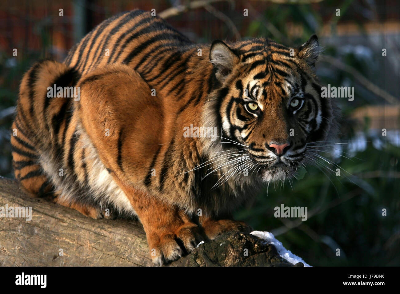 Sumatra-tiger Stockfoto